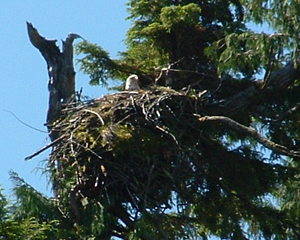 There are more than 40 eagles nests within a few miles of Ketchikan.